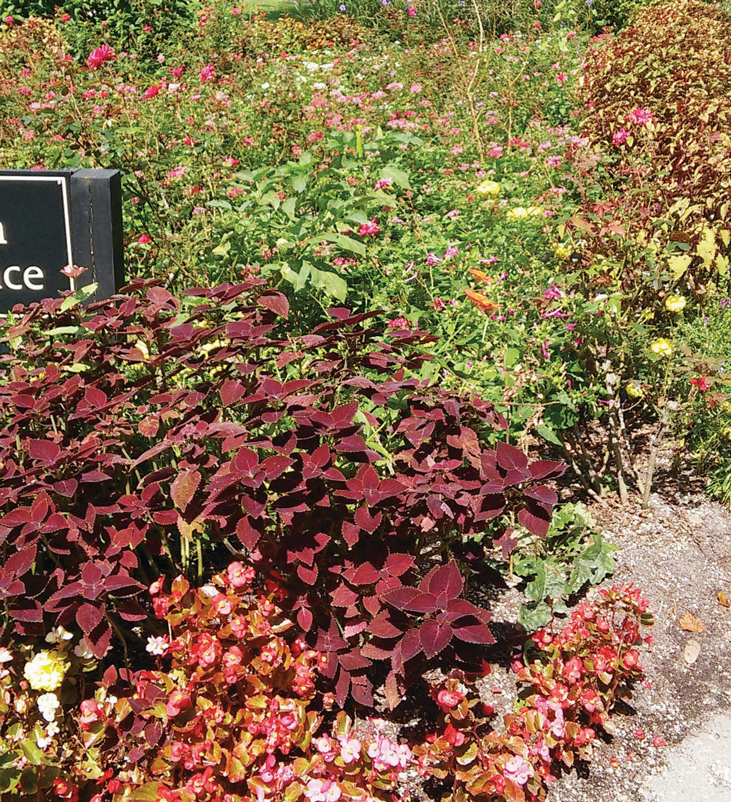 Techniques and Tips for Gardening